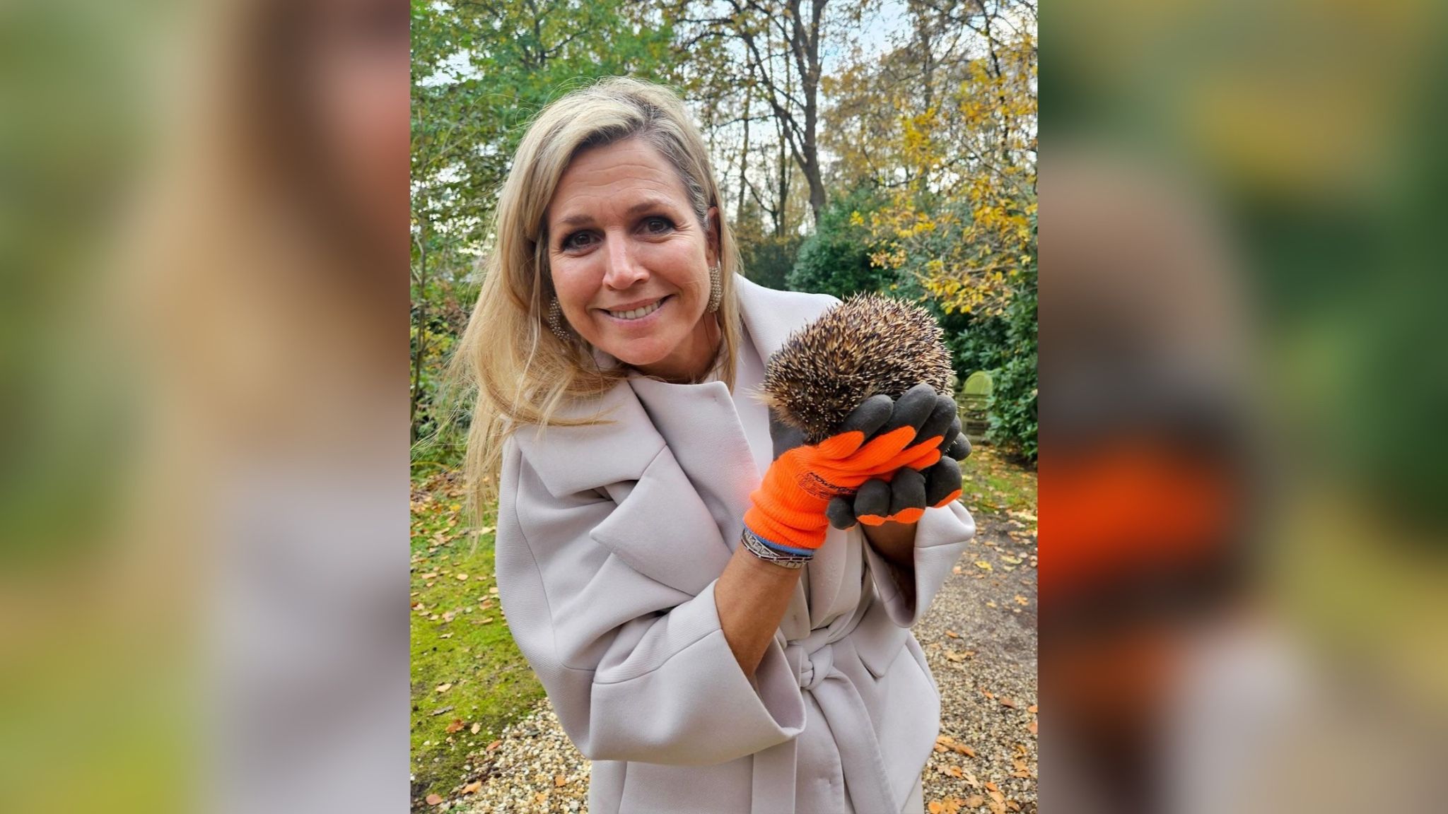 Королева Нідерландів усиновила трьох їжаків Королева Нідерландів усиновила трьох їжаків