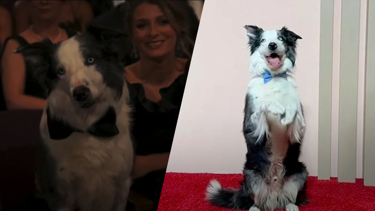Le chien du film Anatomy of a Fall est devenu la star de l’Oscar 2024 et de Tiktok