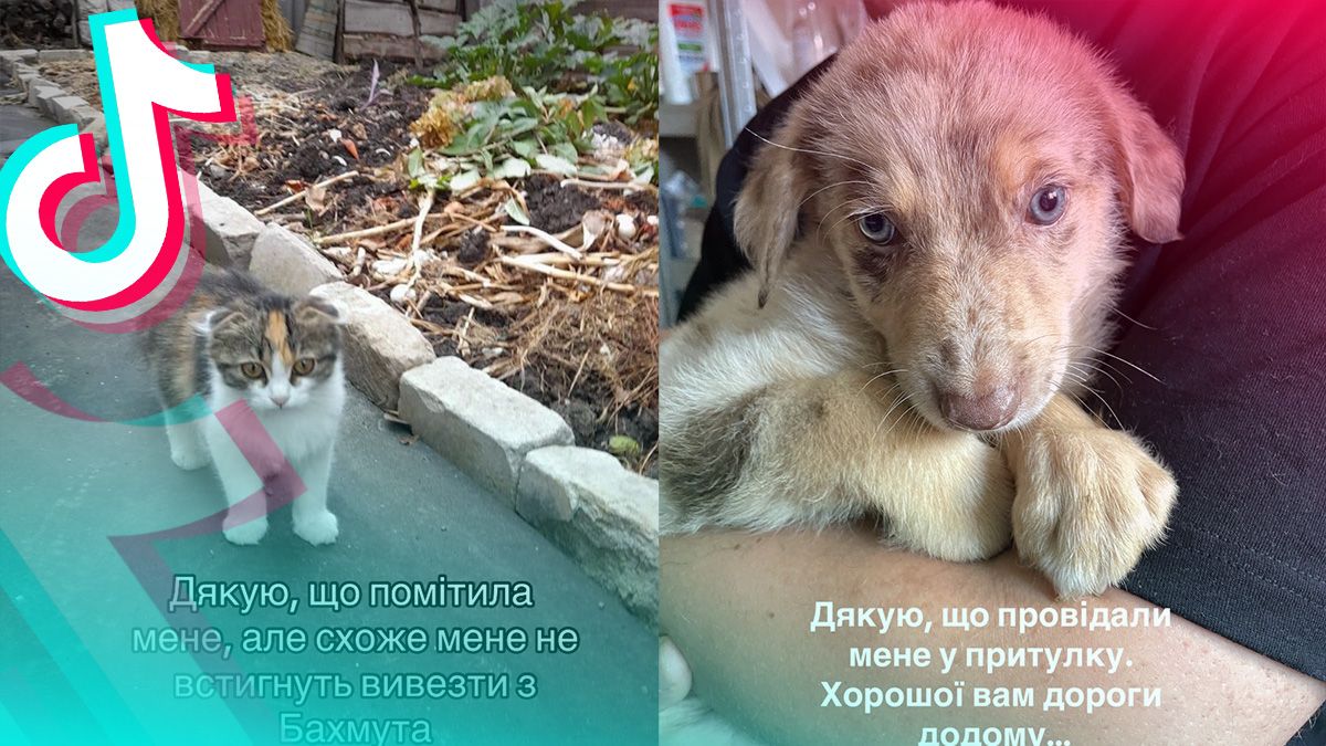 Тикток разрывает самый добрый тренд Тикток разрывает самый добрый тренд